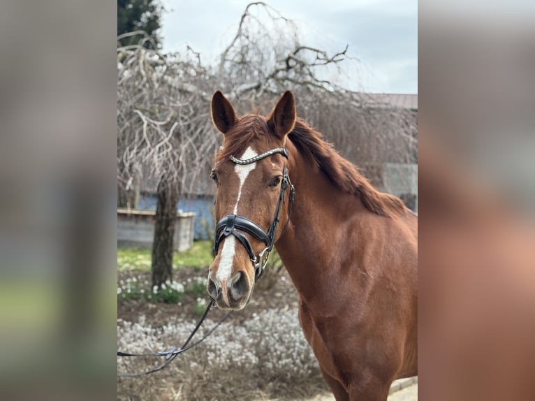 Andere Rassen Merrie 15 Jaar 155 cm Vos in Iggingen