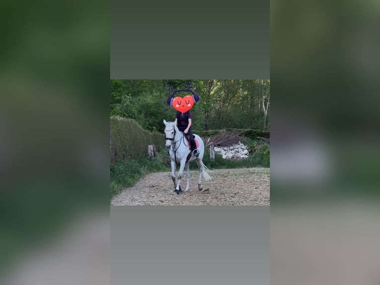 Andere Rassen Merrie 15 Jaar 160 cm Vliegenschimmel in Saint Étienne roilaye