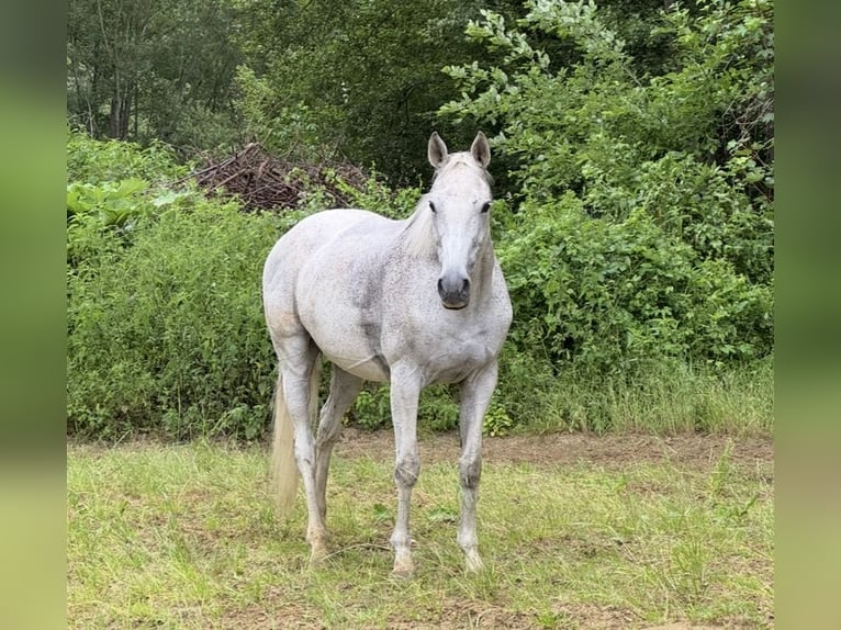 Andere Rassen Merrie 15 Jaar 160 cm Vliegenschimmel in Saint Étienne roilaye