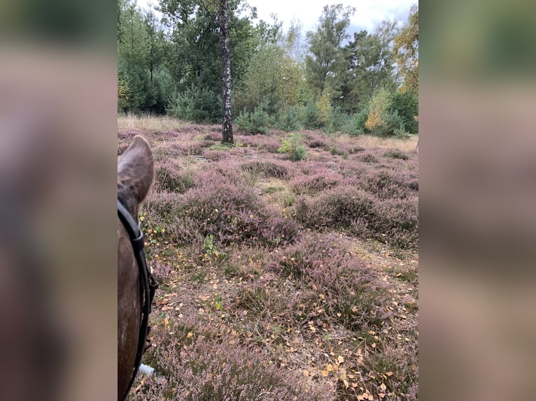 Andere Rassen Merrie 16 Jaar 132 cm Vos in Borken
