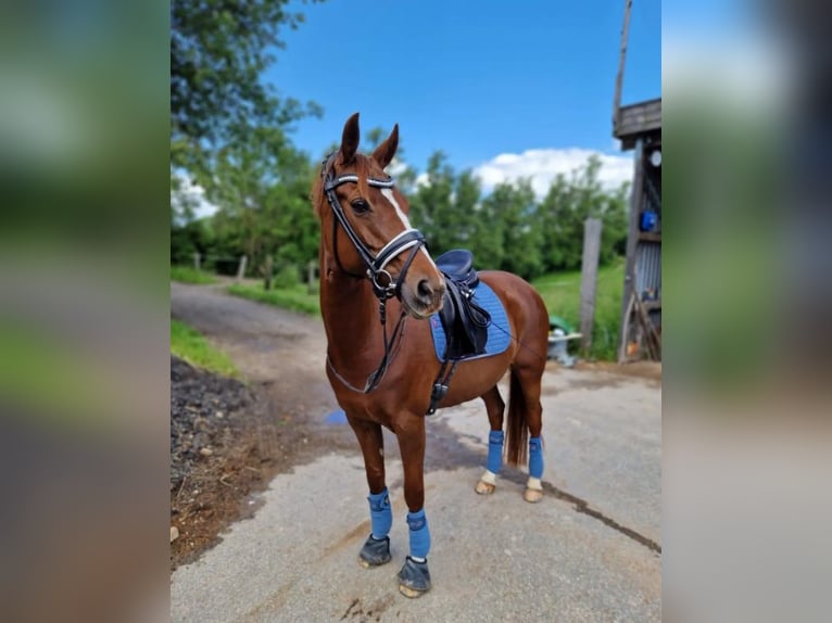 Andere Rassen Merrie 16 Jaar 140 cm Donkere-vos in Zealand