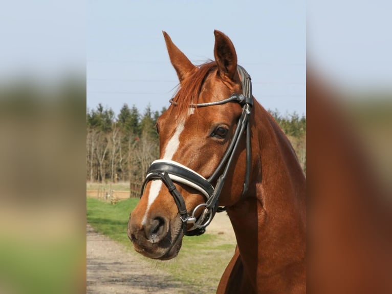 Andere Rassen Merrie 16 Jaar 140 cm Donkere-vos in Zealand