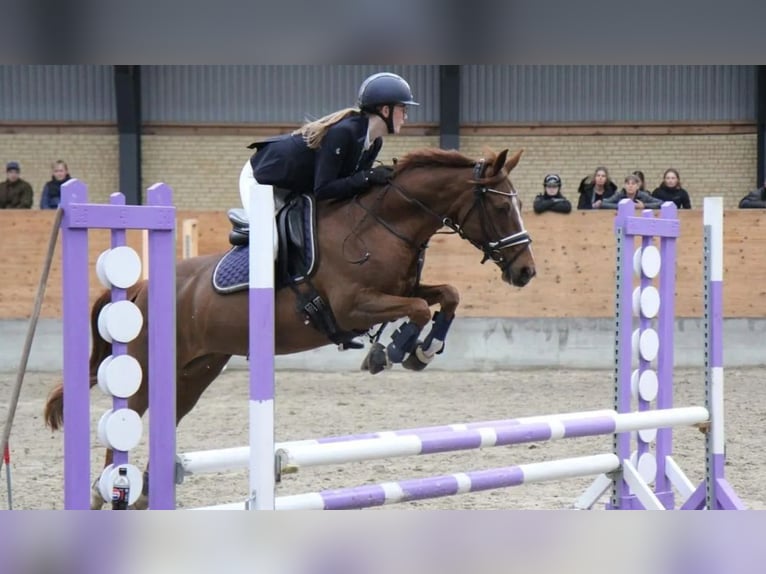 Andere Rassen Merrie 16 Jaar 140 cm Donkere-vos in Zealand