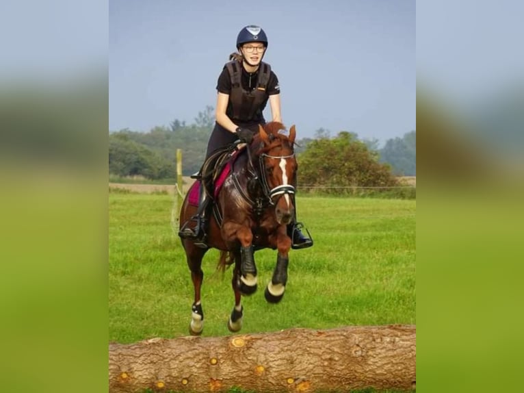 Andere Rassen Merrie 16 Jaar 140 cm Donkere-vos in Zealand