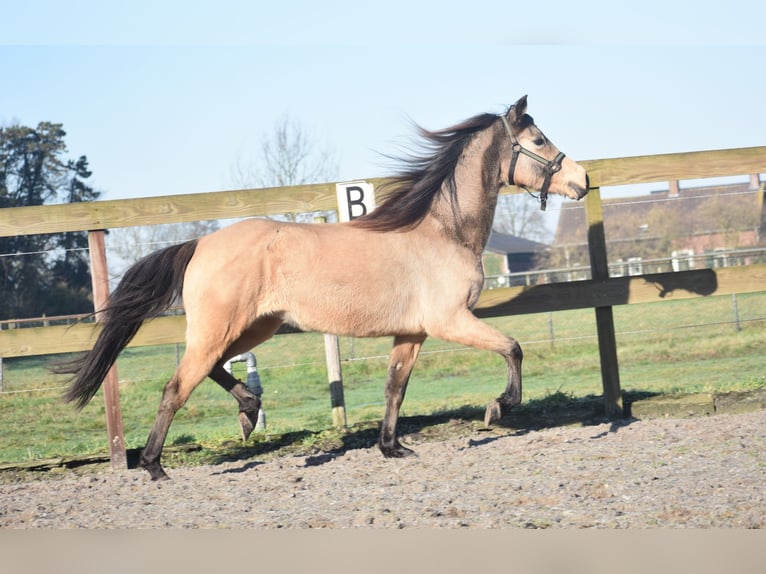 Andere Rassen Merrie 16 Jaar 145 cm Falbe in Achtmaal