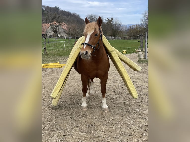 Andere Rassen Mix Merrie 16 Jaar 149 cm Vos in Tschugg