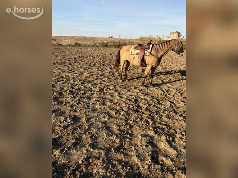 Andere Rassen Merrie 16 Jaar 152 cm Buckskin in Wooster