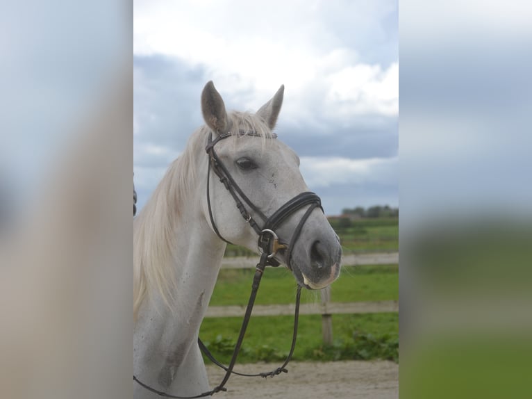 Andere Rassen Merrie 16 Jaar 154 cm Schimmel in Breda