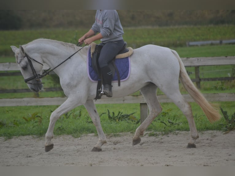 Andere Rassen Merrie 16 Jaar 154 cm Schimmel in Breda