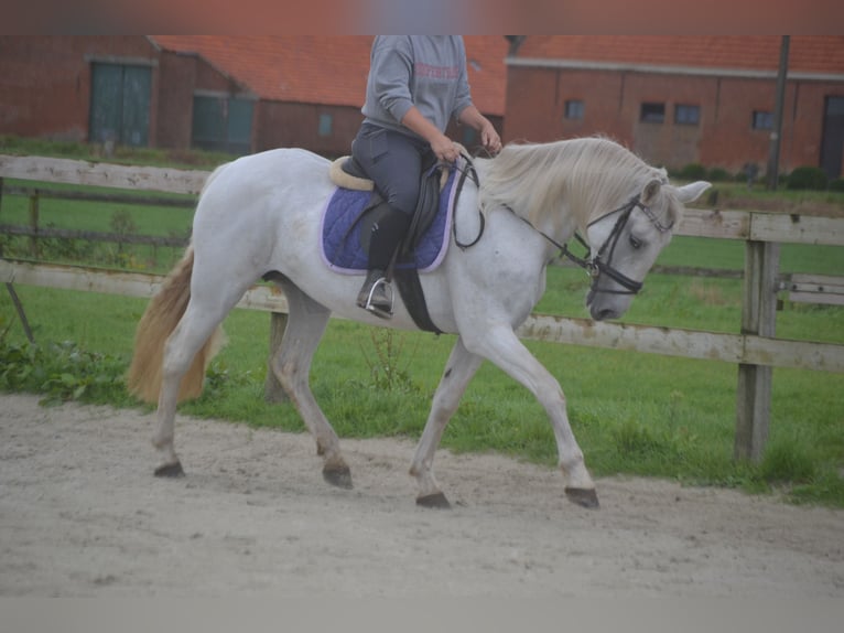 Andere Rassen Merrie 16 Jaar 154 cm Schimmel in wuustwezel