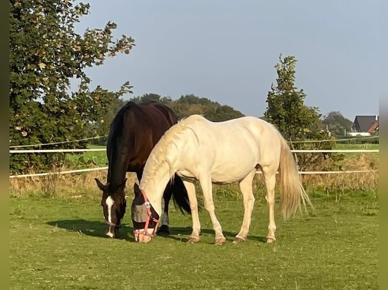 Andere Rassen Merrie 16 Jaar 155 cm Cremello in Selm