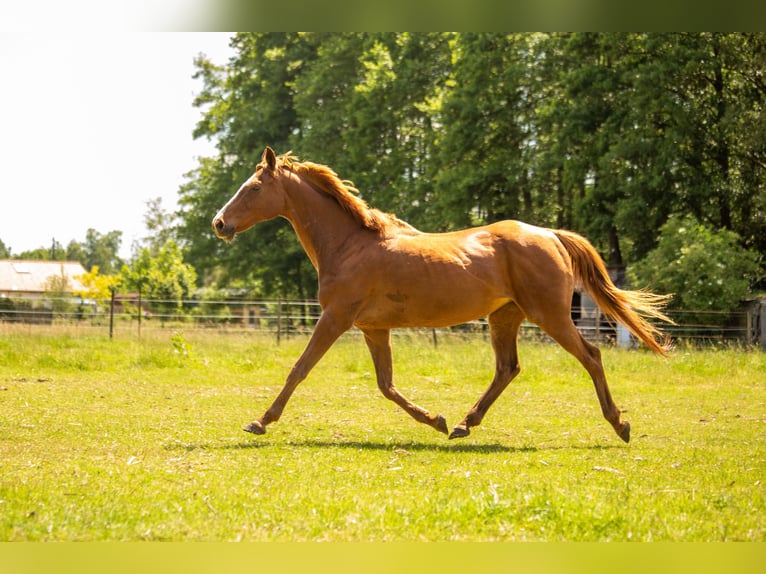 Andere Rassen Mix Merrie 16 Jaar 155 cm Vos in Bilzen