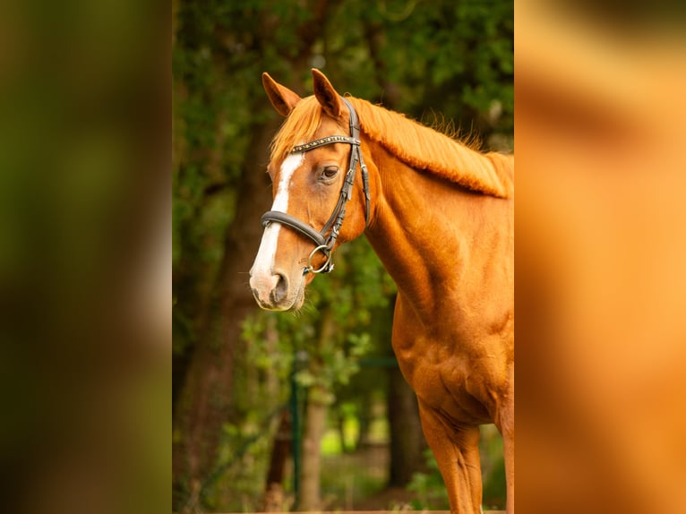 Andere Rassen Mix Merrie 16 Jaar 155 cm Vos in Bilzen