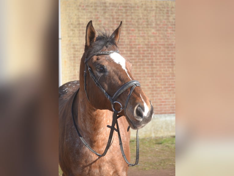 Andere Rassen Merrie 16 Jaar 157 cm Appaloosa in Breda