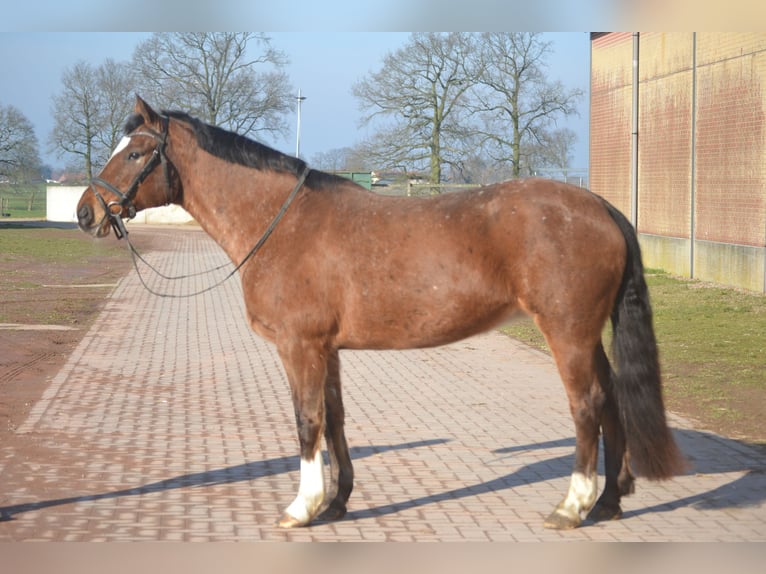 Andere Rassen Merrie 16 Jaar 157 cm Appaloosa in Breda