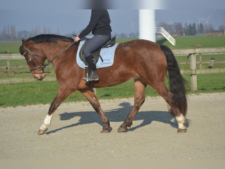 Andere Rassen Merrie 16 Jaar 157 cm Appaloosa in Breda