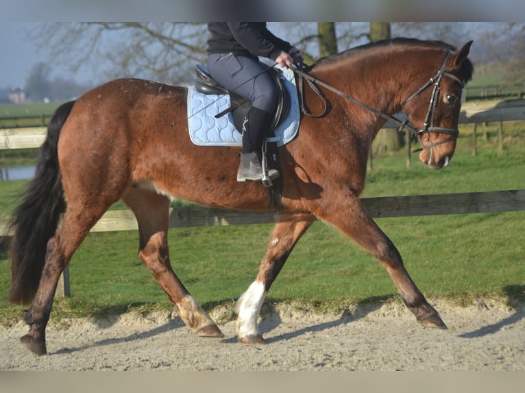 Andere Rassen Merrie 16 Jaar 157 cm Appaloosa in Breda