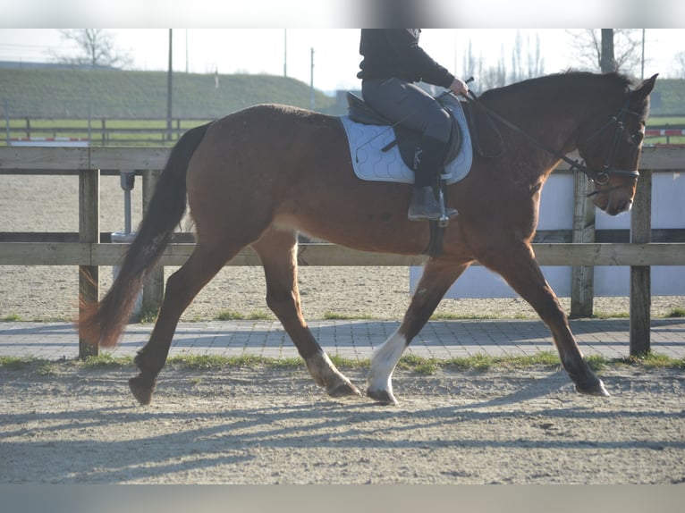 Andere Rassen Merrie 16 Jaar 157 cm Appaloosa in Breda