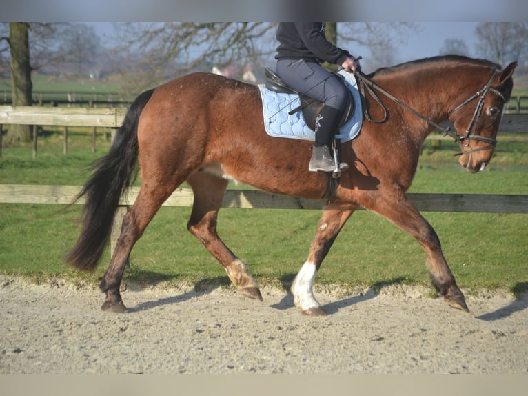 Andere Rassen Merrie 16 Jaar 157 cm Appaloosa in Breda