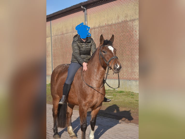 Andere Rassen Merrie 16 Jaar 157 cm Appaloosa in Breda