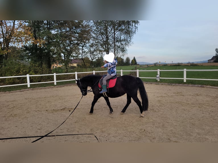 Andere Rassen Mix Merrie 17 Jaar 127 cm Zwartbruin in Speichersdorf