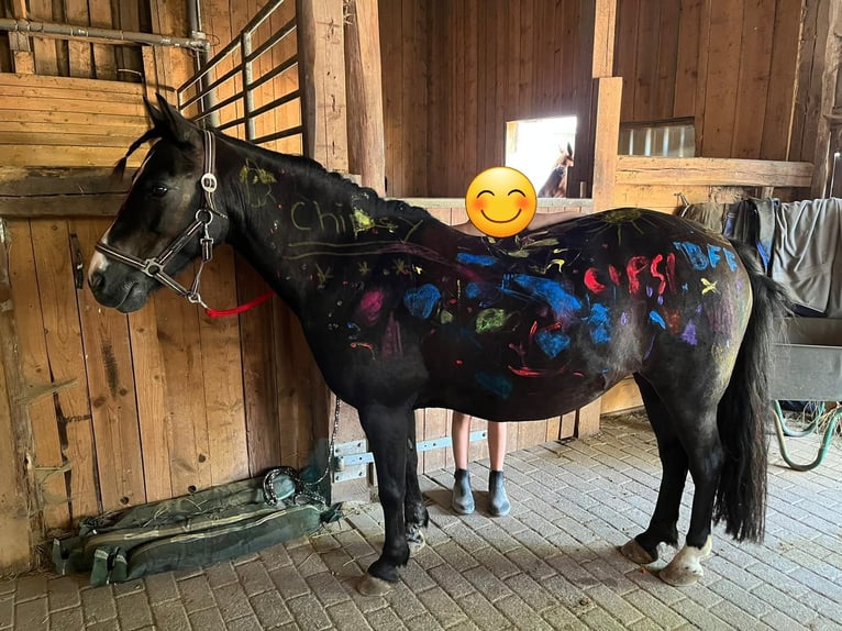 Andere Rassen Mix Merrie 17 Jaar 127 cm Zwartbruin in Speichersdorf