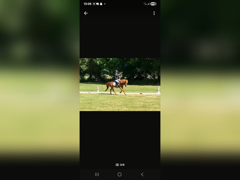 Andere Rassen Merrie 17 Jaar 140 cm Vos in Willerstedt