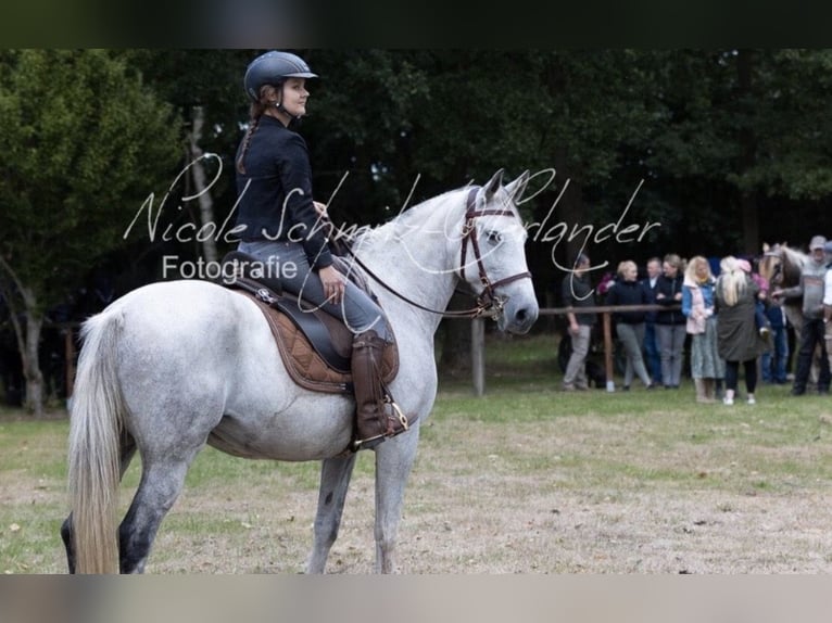 Andere Rassen Mix Merrie 17 Jaar 147 cm Blauwschimmel in Oberlangen