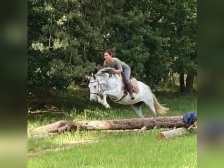 Andere Rassen Mix Merrie 17 Jaar 147 cm Blauwschimmel in Oberlangen