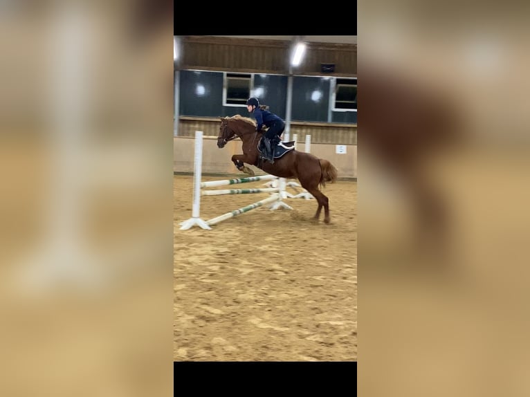Andere Rassen Merrie 17 Jaar 151 cm Vos in Viernheim