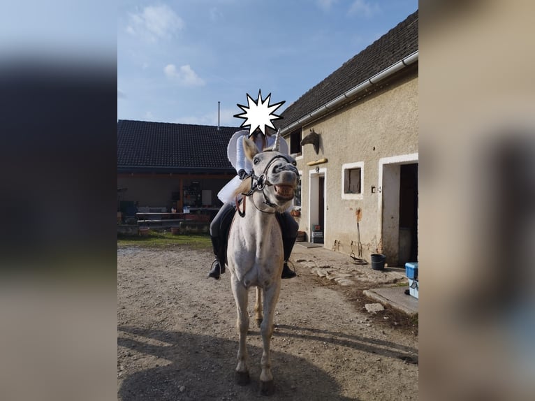 Andere Rassen Mix Merrie 17 Jaar 152 cm Schimmel in Kohfidisch