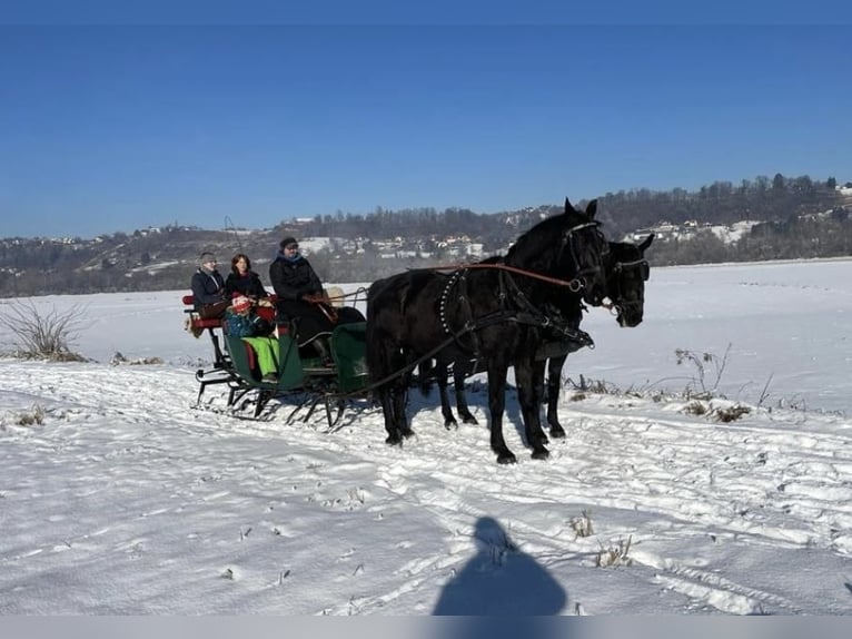 Andere Rassen Merrie 17 Jaar 170 cm Zwart in Ptuj