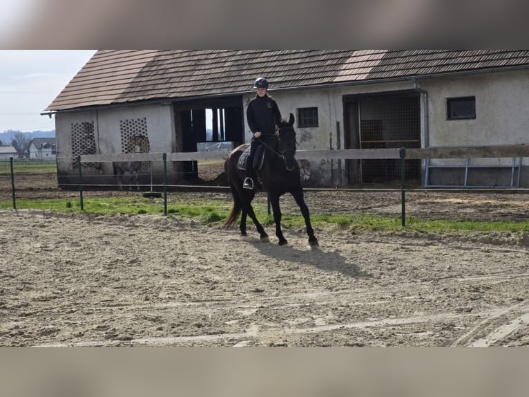 Andere Rassen Merrie 17 Jaar 170 cm Zwart in Ptuj