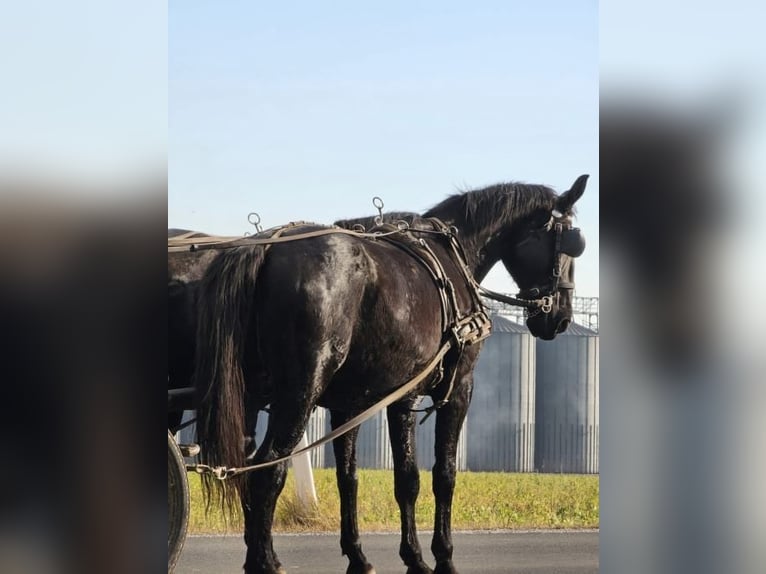 Andere Rassen Merrie 17 Jaar 170 cm Zwart in Ptuj