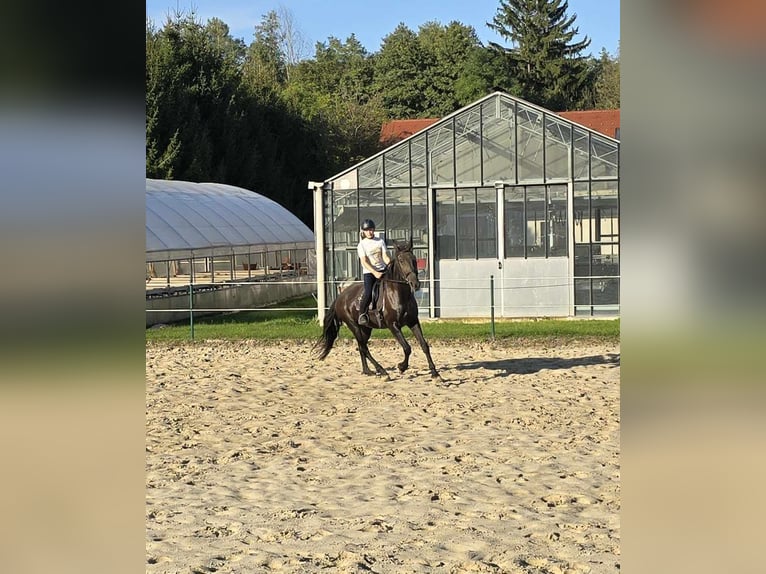 Andere Rassen Merrie 17 Jaar 175 cm Zwart in Ptuj