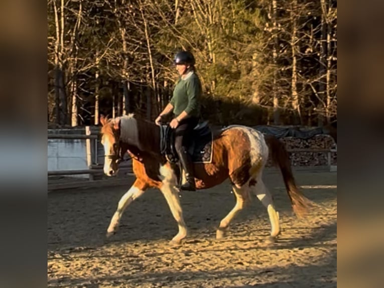 Andere Rassen Merrie 18 Jaar 145 cm Gevlekt-paard in Itter