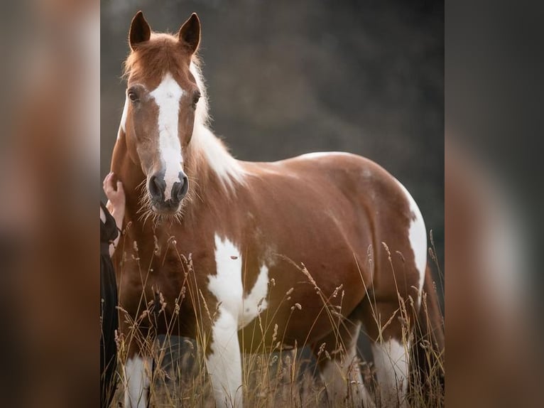 Andere Rassen Merrie 18 Jaar 145 cm Gevlekt-paard in Itter