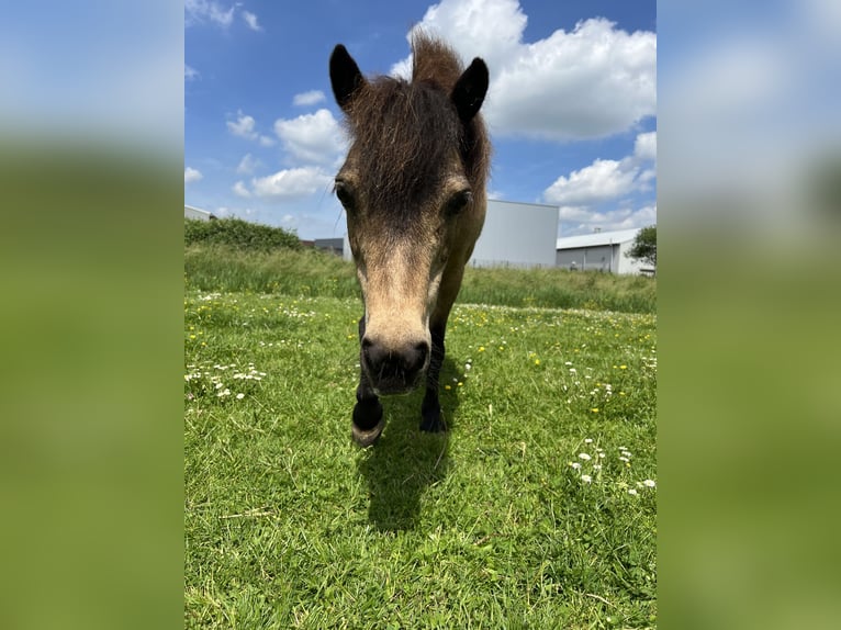 Andere Rassen Merrie 18 Jaar 150 cm Buckskin in Zwaag