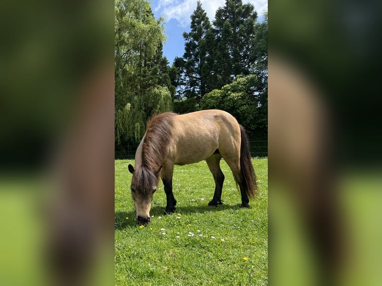 Andere Rassen Merrie 18 Jaar 150 cm Buckskin in Zwaag
