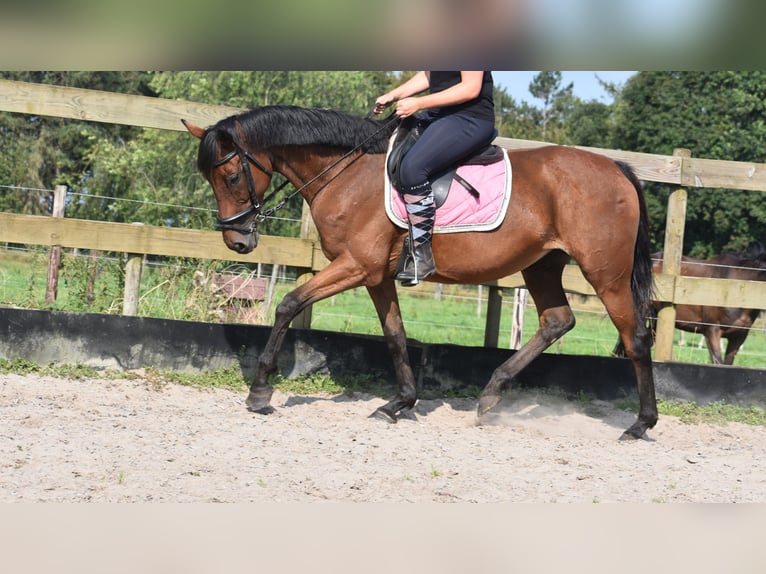 Andere Rassen Merrie 18 Jaar 159 cm Bruin in Achtmaal