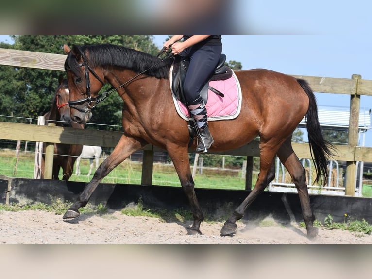 Andere Rassen Merrie 18 Jaar 159 cm Bruin in Achtmaal