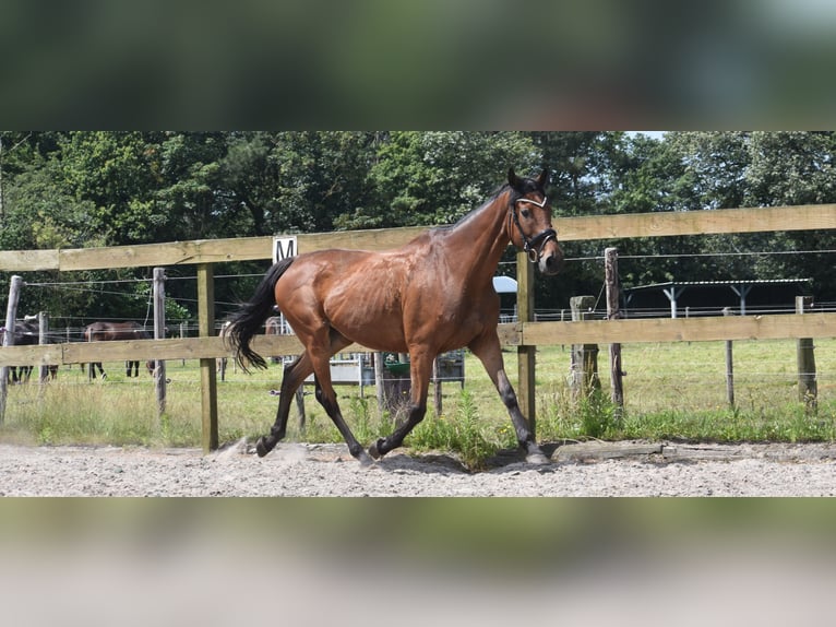 Andere Rassen Merrie 18 Jaar 159 cm Roodbruin in Achtmaal