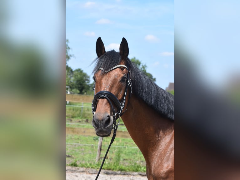 Andere Rassen Merrie 18 Jaar 159 cm Roodbruin in Achtmaal