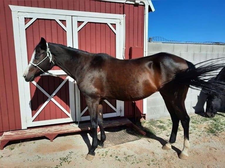 Andere Rassen Merrie 18 Jaar Bruin in San Tan Valley, AZ