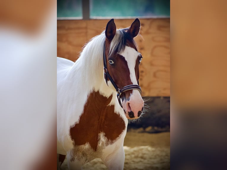 Andere Rassen Merrie 19 Jaar 137 cm Gevlekt-paard in Solingen