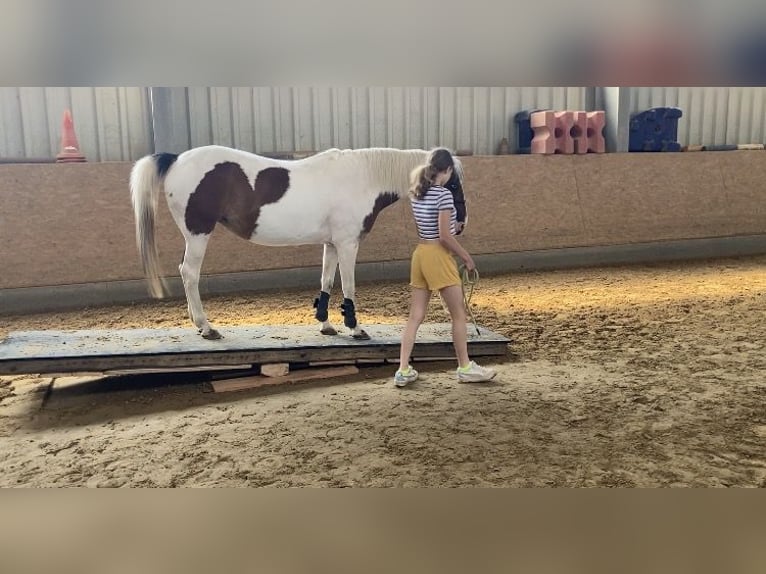 Andere Rassen Merrie 19 Jaar 137 cm Gevlekt-paard in Solingen