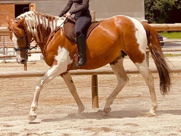 Andere Rassen Merrie 19 Jaar 145 cm Gevlekt-paard in Itter