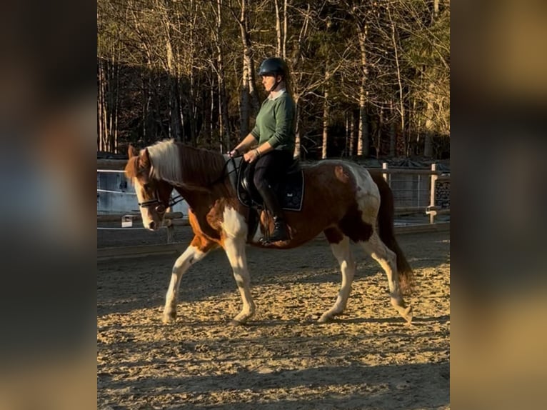 Andere Rassen Merrie 19 Jaar 145 cm Gevlekt-paard in Itter