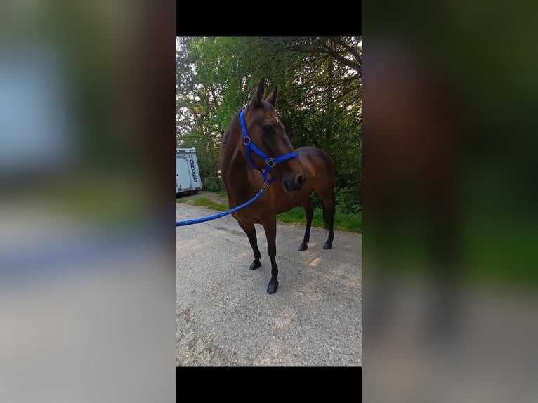 Andere Rassen Merrie 19 Jaar 147 cm Bruin in Wels