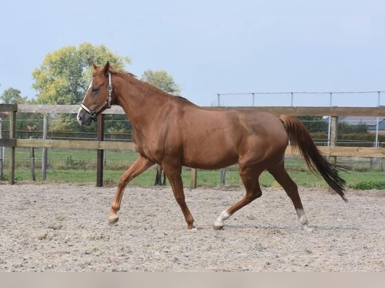 Andere Rassen Merrie 19 Jaar 152 cm Vos in Achtmaal